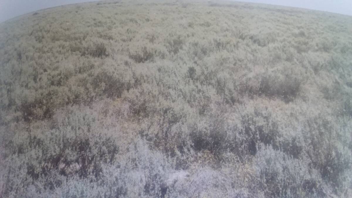 SALT OF THE EARTH: A stand of saltbush may be possible in our district if warmer winters are in the offing.