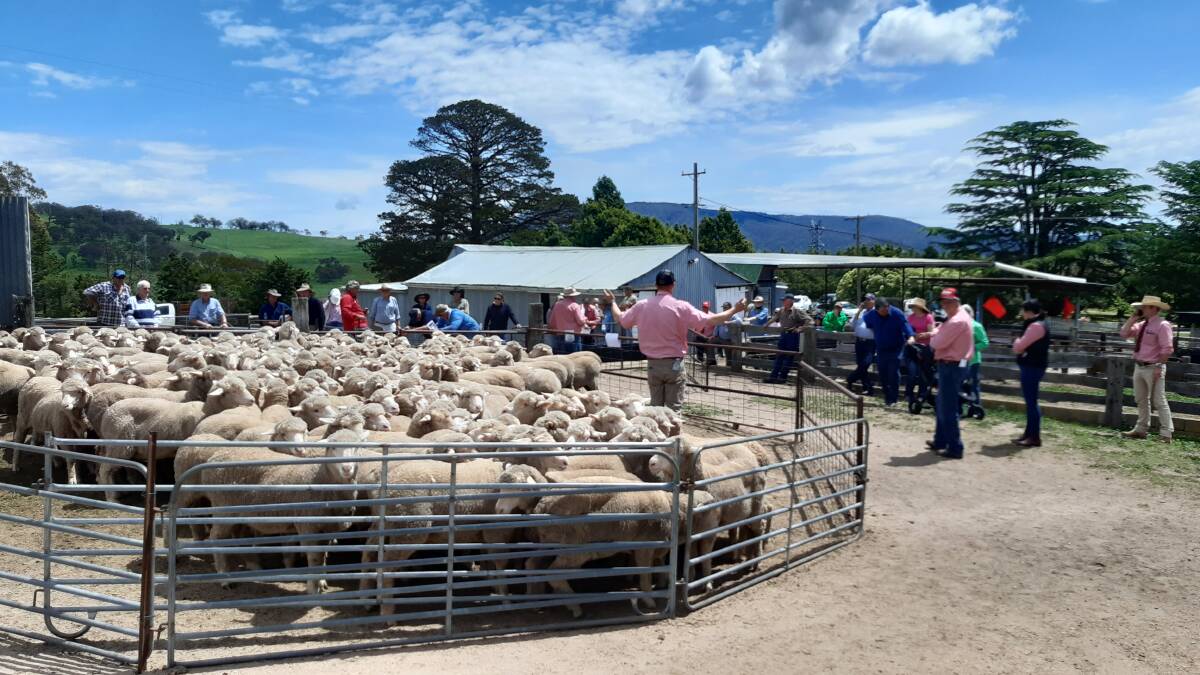 UNDER THE HAMMER: Andrew Bickford auctions a pen of one-year-old ewes that sold for $228 at the Blink Bonnie sale at Tarana.