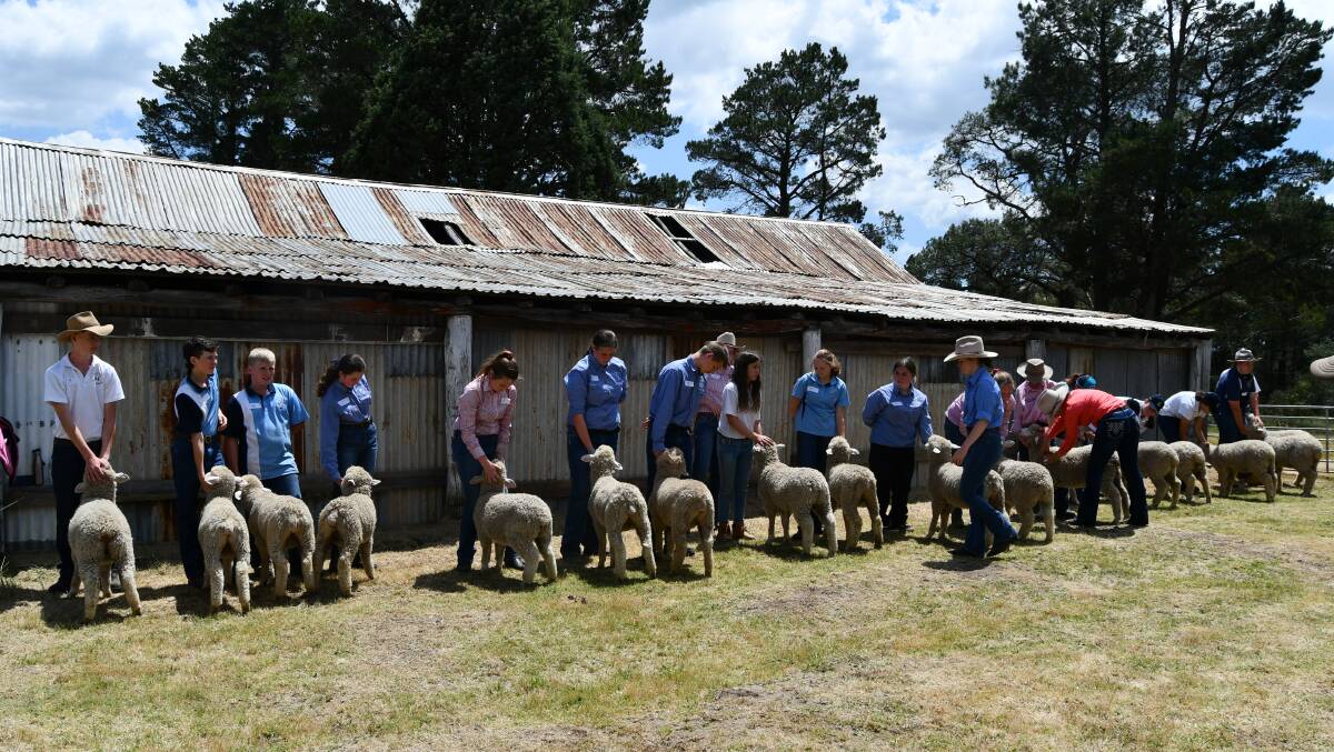 SHEEP SHOW: Judges look over the large lamb class. Photo: SUPPLIED.