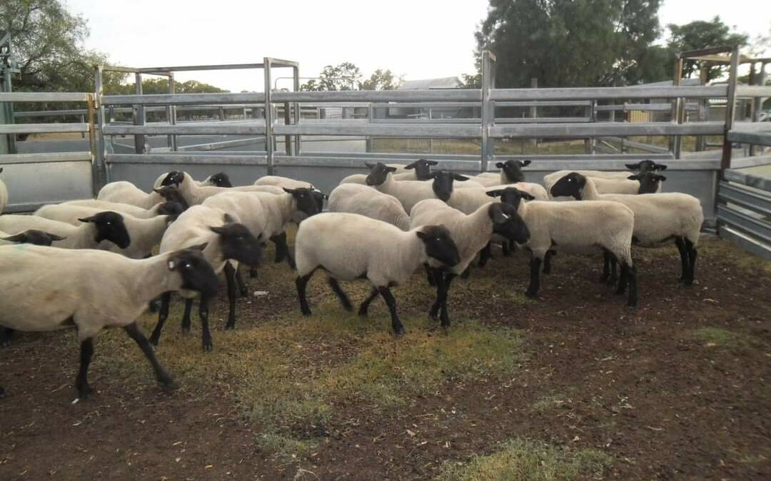 ALL TOGETHER NOW: Young Suffolk stud ewes are yarded for computerised sale.