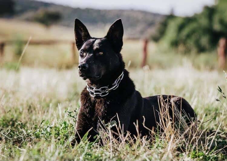 EAR, EAR: This young black kelpie is typical of the Stanford type of working dogs.