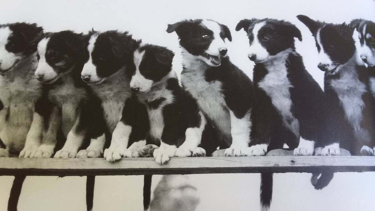 EIGHT IS ENOUGH: This litter of eight purebred border collie pups are the apple of their mum’s eye.