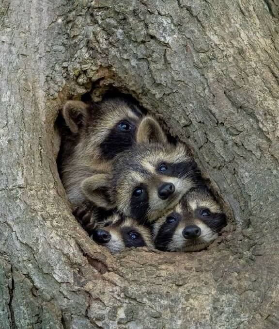 CLOSE QUARTERS: Even if you were born a raccoon, family is everything.