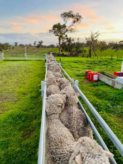 GET IN LINE: Merino ewe hoggets waiting for the classer.