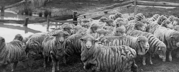 WRINKLE IN TIME: A shearer's nightmare in 1920 during the Vermont breeding craze. The owner's sheep dogs must have been vegans.