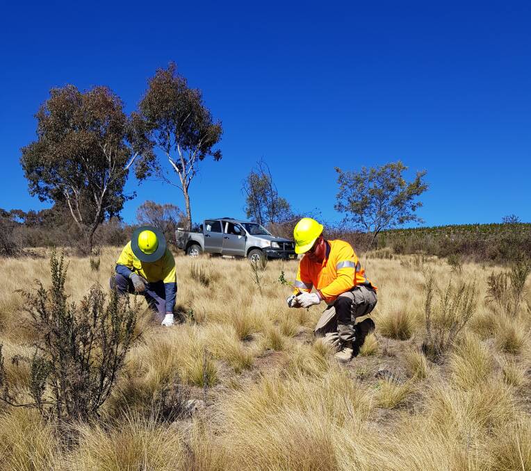 MADE IN THE SHADE: Janik Mackay and Brayden Smith from the Local Aboriginal Land Council work team plant native species to shade out a serrated tussock infestation.