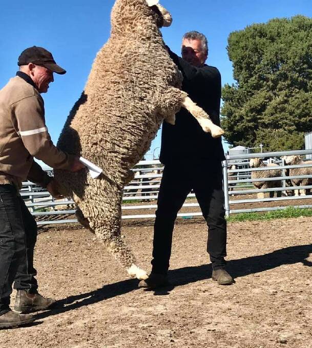 UP IN THE AIR: A great promo for Ridgway Advance Merino stud at Bordertown.