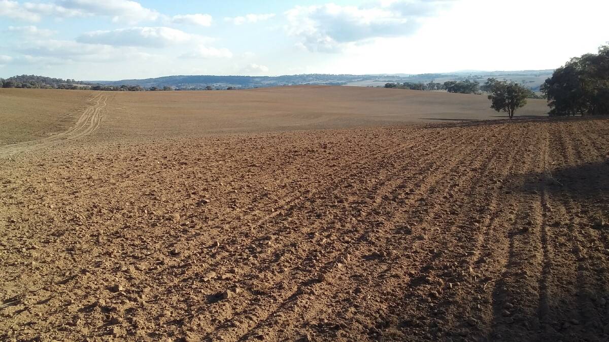 JUST ADD WATER: Freshly sown pasture near Bathurst is waiting for general rain.