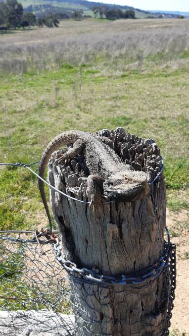 POST HOST: This is the ideal way for a lizard to enjoy the sunshine.