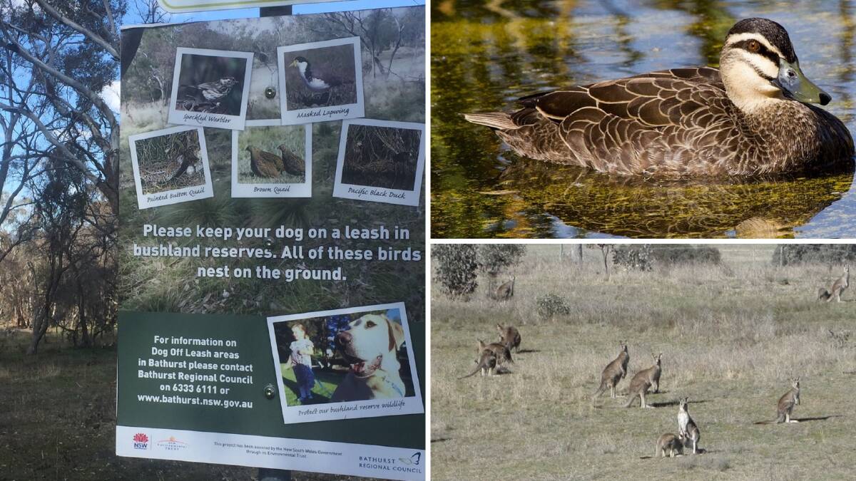WORRY: There are concerns about unrestrained dogs in a local reserve which is a refuge for birds and animals. Duck photo: GEOFF BROWN
