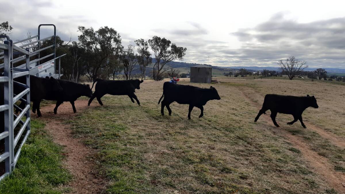 ON THE MOVE: The front-runners of a mob of Angus heifers arrive at their new home.