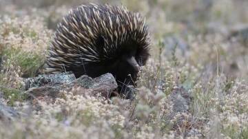 An echidna is a great sight among mossy stones.