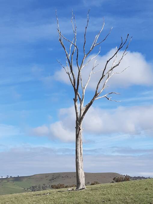 ONE TREE HILL: A stately dead yellow box tree with Bill and Lee Lawson's Bald Hill, Perthville as a lovely backdrop.