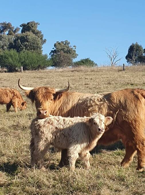 CHANGE OF SCENERY: This Highland bull calf now lives with a family near Neville.