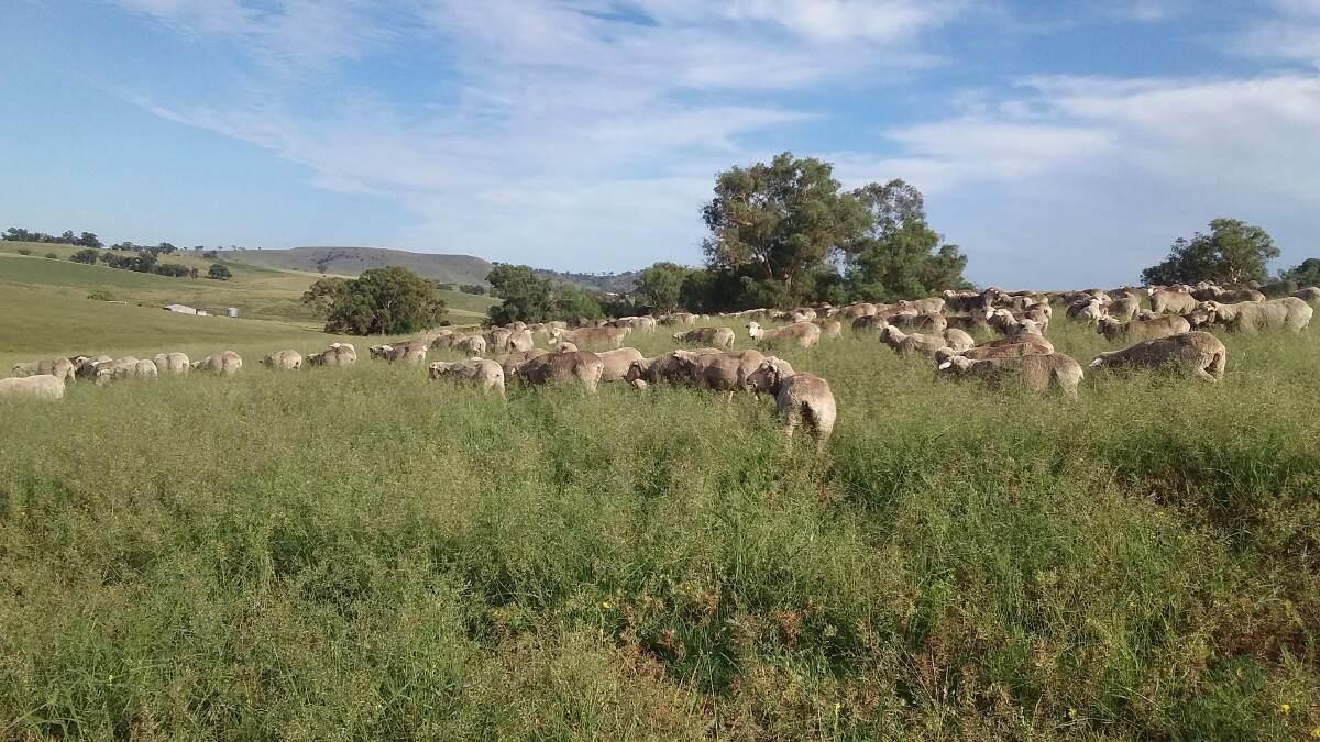 ON THE MENU: Merino ewes seem content on granite country after 150 millimetres of storm rain during January 2019.