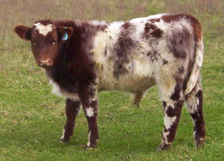 LOOK THIS WAY: A young roan shorthorn bull looks his best for the camera.