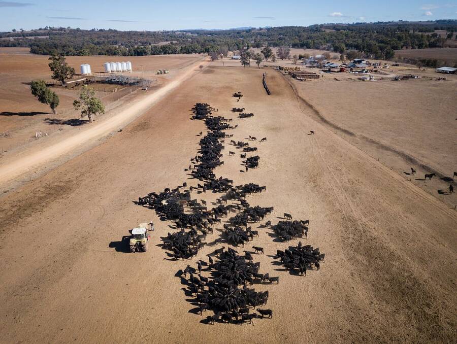 BONE DRY: Hand-feeding 700 Angus cows on a property just south of Coonabarabran.