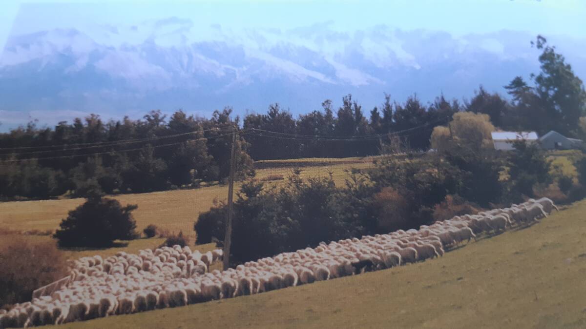 MOUNTAIN HIGH: Another mob of woollies being yarded for shearing.