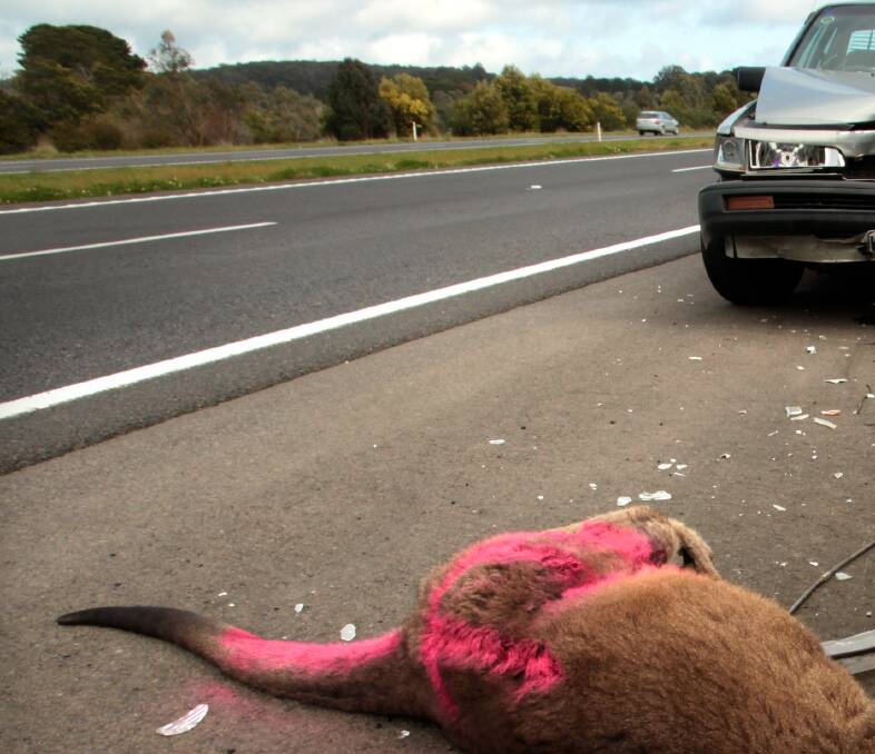 HOT SPOTS: NRMA Insurance says Dubbo and Mudgee had the highest cases of animal collisions across NSW in 2017. Photo: FILE