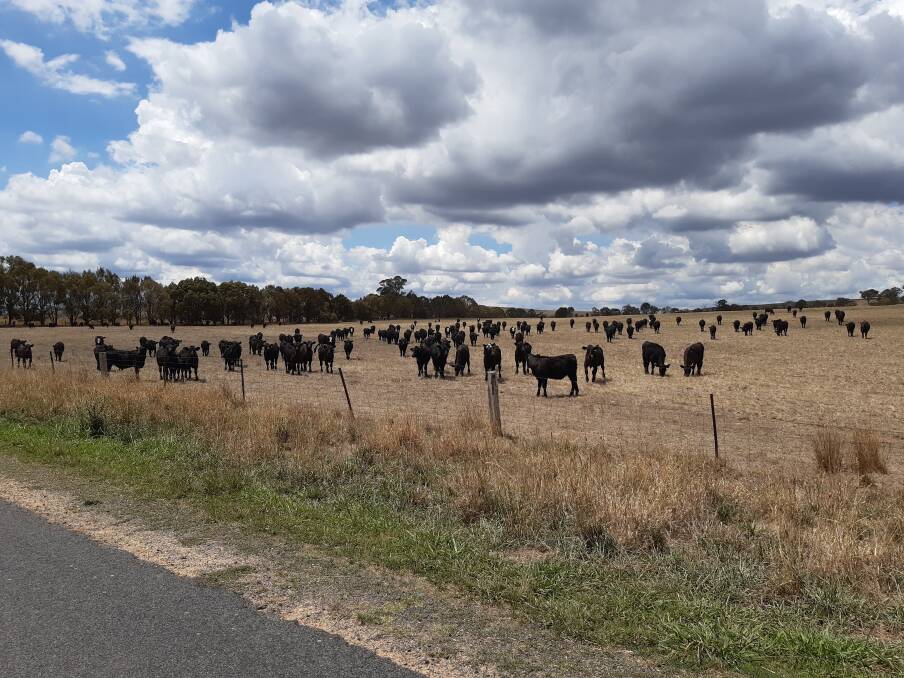 SPECIAL ATTENTION: These Angus and baldy black calves rely on heavy hand-feeding on top notch country about 25 minutes from Bathurst.
