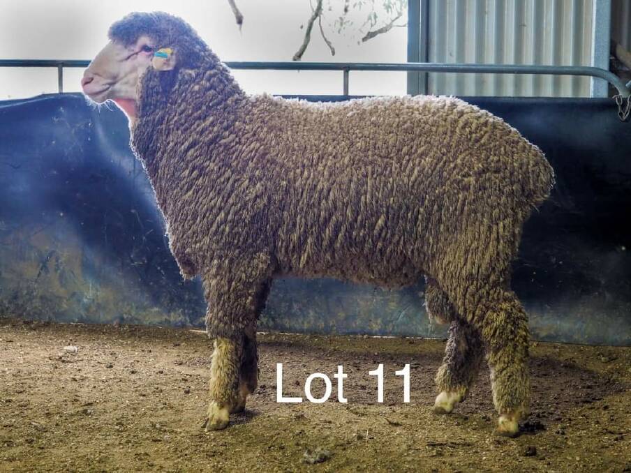 Lot 11 in the Capree ram catalogue is a real Charinga Poll type.