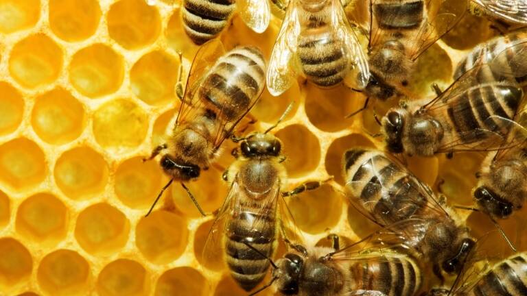 Where is the honey? Hot weather is affecting bees in the Central West