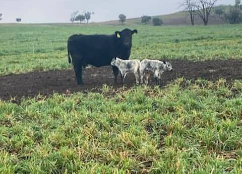 An Angus cow that is proud of Speckle Park twins.