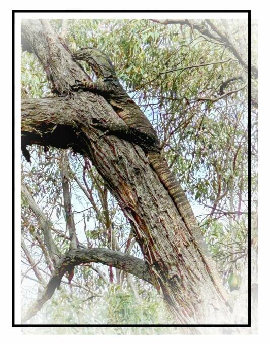 This goanna lives near Rock Forest, just north of Bathurst.