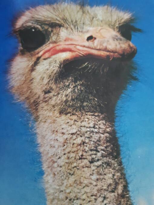 STICK YOUR NECK OUT: The emu is surely our favourite native bird.