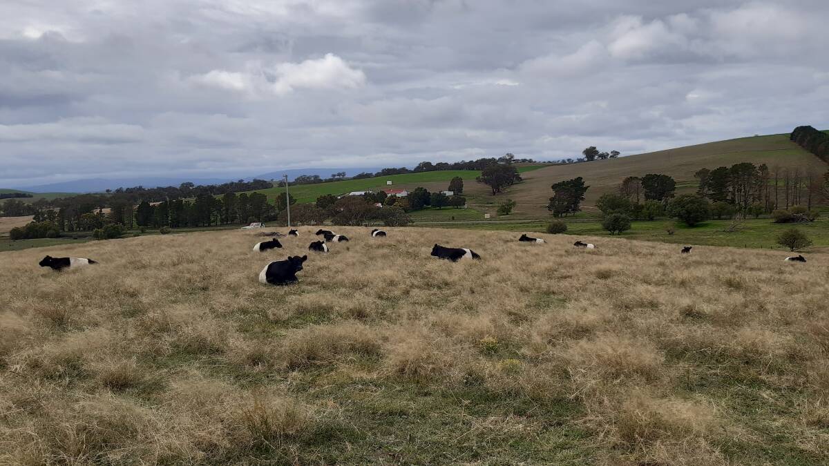 ALL BY MYSELF: These Beltie heifers know all about social distancing.