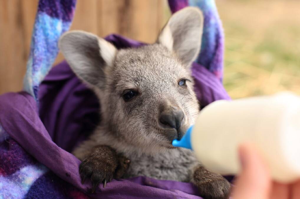 RECOVERING: A kangaroo joey is bottle fed as it receives help after being rescued by WIRES workers in the group's busiest month. Photo: Supplied