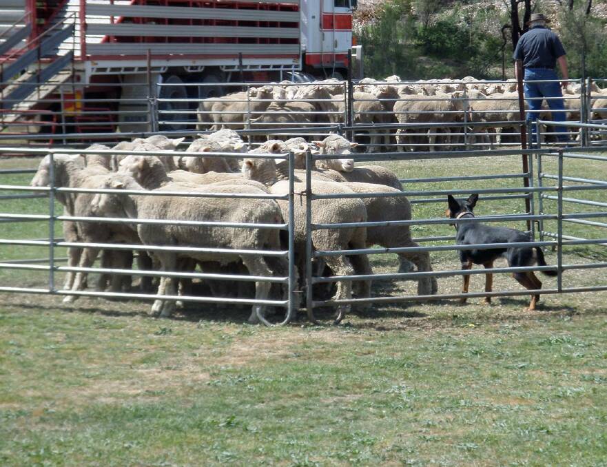 SPECTACLE: The sheep dog trials are popular at the Trunkey Show, as is the Golden Fleece competition.