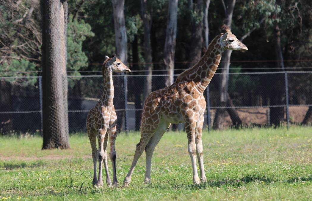 SEEING DOUBLE: A second baby giraffe has been born at Taronga Western Plains Zoo in the past three months. Photo: CONTIBUTED