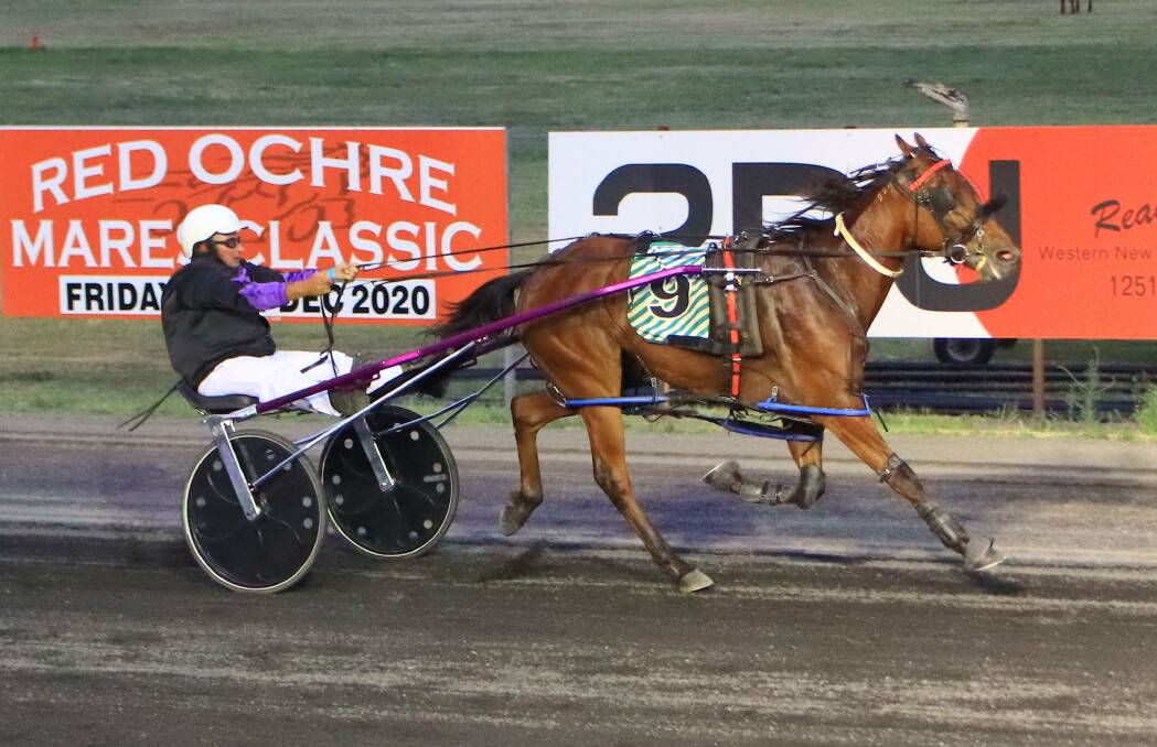 HONOUR: Greg Lew driving Jogalong Blue to victory at Dubbo last month. They will contest the Peter Lew Memorial Race on Friday night. Photo: COFFEE PHOTOGRAPHY