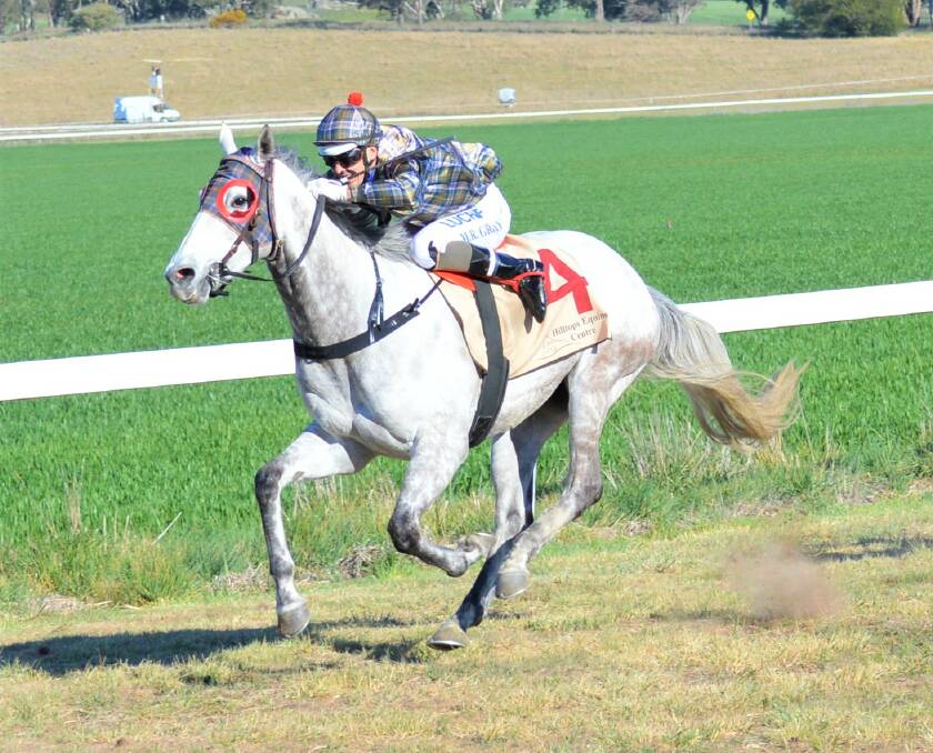 REPEAT: Handy grey Attilius made it two wins in nine days.