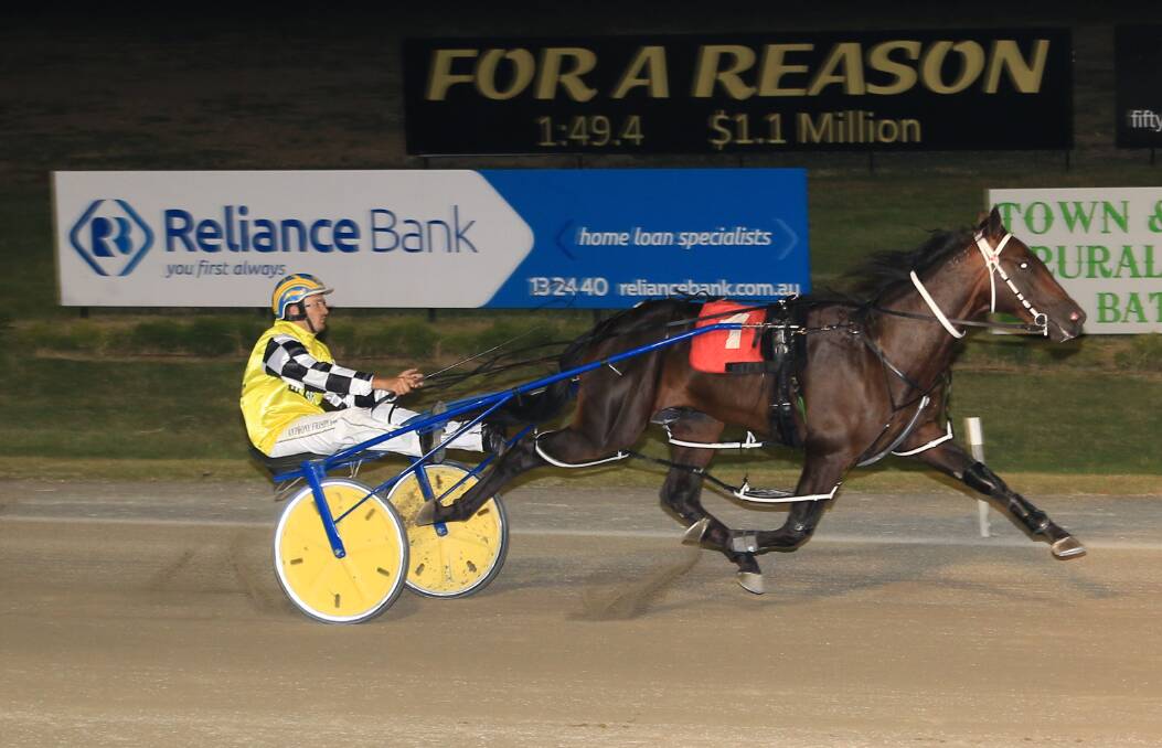 POTENTIAL: Anthony Frisby drives Mistery Road to victory on debut at the Bathurst Gold Crown Paceway. The John Boserio trained colt is undefeated heading into the Gold Crown. Photo: COFFEE PHOTOGRAPHY AND FRAMING
