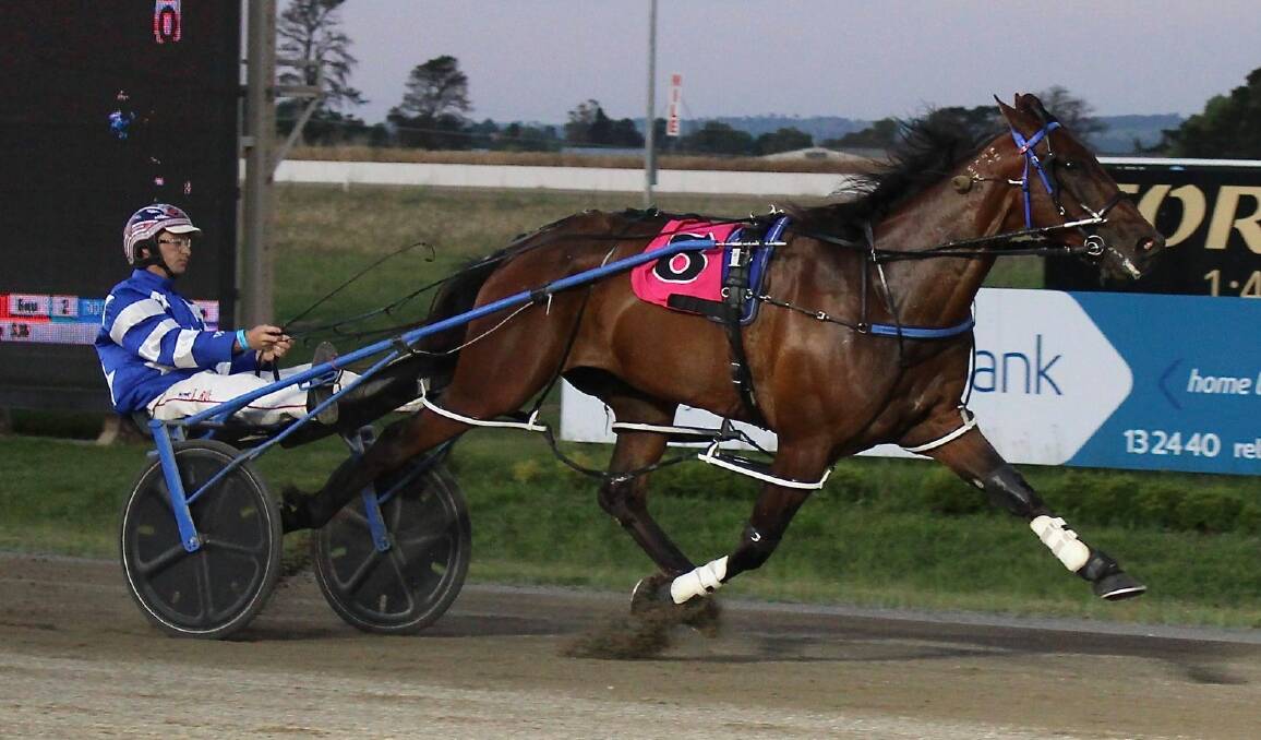 CUP CONTENDER: Mat Rue's Foroeight, a Bathurst track record holder, shapes as one of the main fancies for Friday night's Oberon Cuo. Photo: AMY REES