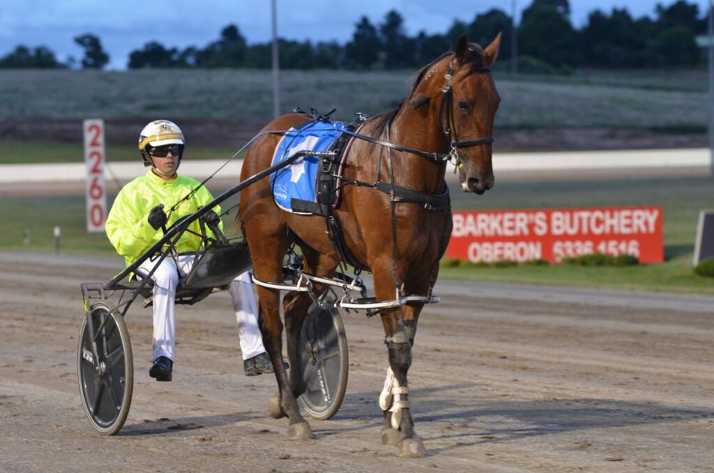 ACE FINISH: Surf Ace took out the annual Star Trek Final by a half neck to make in three feature wins this year for driver Jack Callaghan. Photo: ANYA WHITELAW