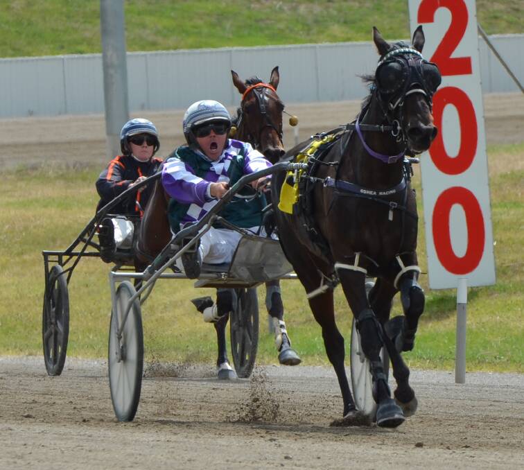 URGING HER ON: Eglinton trainer-driver John O'Shea works Havergoodone to the lead down the home straight at the Bathurst Paceway on Monday. Photo: ANYA WHITELAW