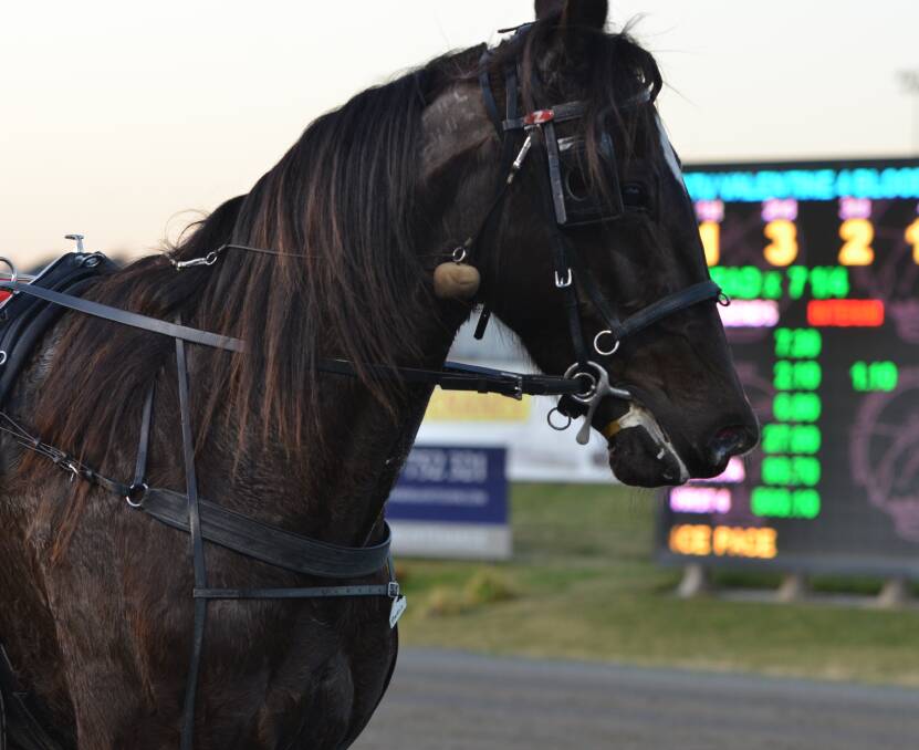MAIDEN WIN: Crookwell trainer-driver Scott Hewitt guided Lulu Lucifer to the first win of her career on Wednesday night. Photos: ANYA WHITELAW