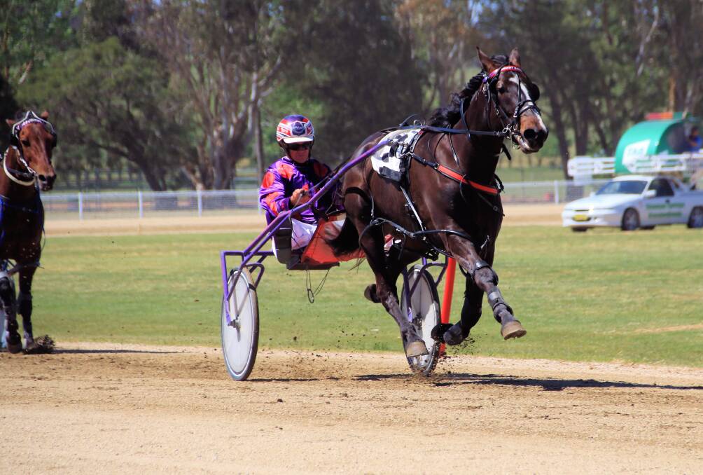 FINALS BOUND: Bernie Hewitt's Brads Luck was a comfortable winner in Sunday's Peter Marshall Memorial Heat at Blayney. He will line up in this Sunday's decider. Photo: COFFEE PHOTOGRAPHY AND FRAMING