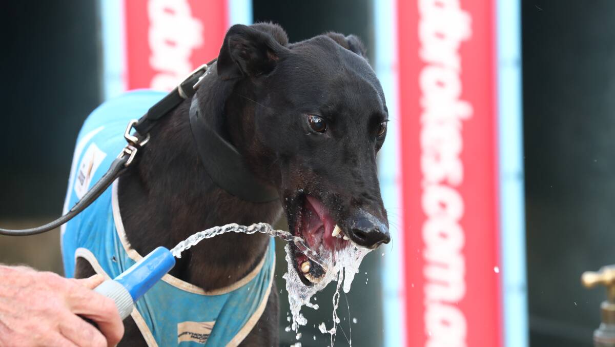 HOPEFUL: Kennerson Park track record holder Falcon's Fury will line up in the third Ladbrokes regional qualifying heat at Bathurst. Photo: PHIL BLATCH