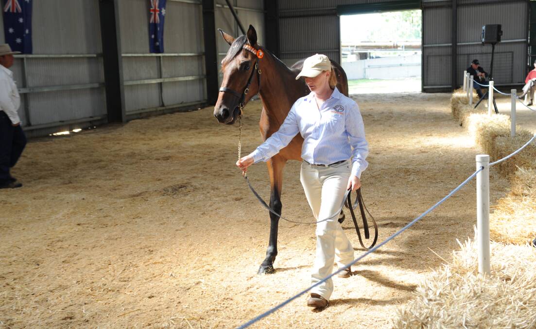MILESTONE: Next year marks the 30th Bathurst Gold Crown Yearling Sale.