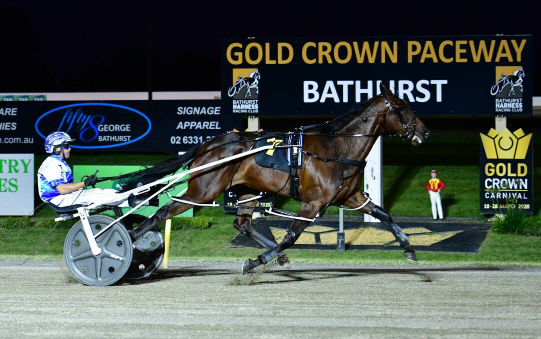 TOP PICK: Impressive heat winner Lochinvar Chief is likely to start as favourite in Saturday night's Gold Crown Final. Photo: ALEXANDER GRANT.