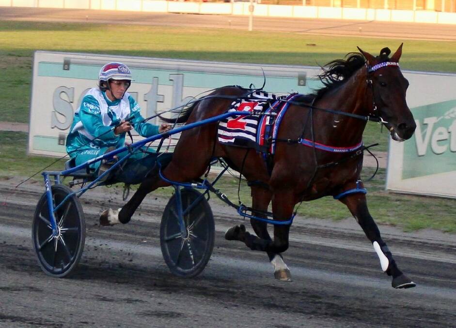 ON THE CHARGE: Shoobee Doo was a clear winner for Amanda Turnbull, finishing 25.1m clear of his nearest rival. Photo: YOUNG HARNESS RACING CLUB
