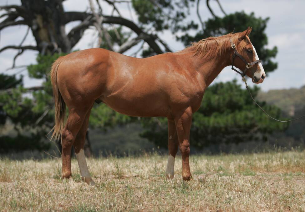 SPECIAL: Moonhawk, pictured as a yearling, was the first foal out of Moonlark. He won his maiden race at Grafton late last month. Photo: CONTRIBUTED