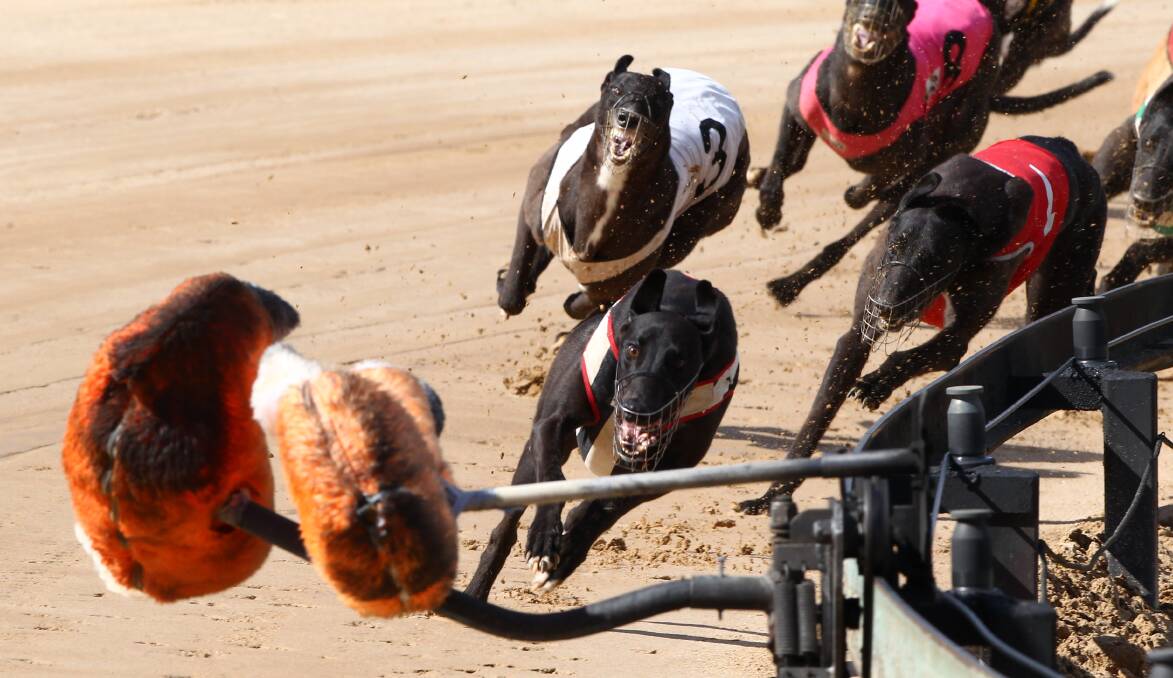 BONUS: The Bathurst Greyhound Racing Club is set to benefit from one of the biggest funding increases see in the sport in NSW. Photo: PHIL BLATCH