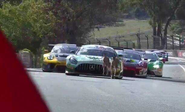 LEADING THE WAY: Bathurst 12 Hour competitors are forced to back off as a pair of kangaroos bound along the track in front of them.