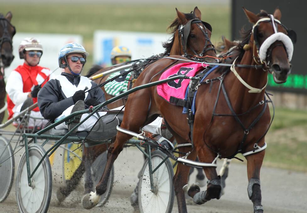 ON A MISSION: Todd McCarthy will contest his third Inter Dominion Grand Final on Friday night. He will drive Tiger Tara from the coveted barrier one draw for trainer Kevin Pizzuto. Photo: PHIL BLATCH