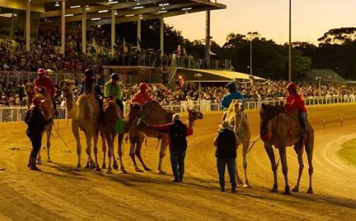 NEW RACING EXPERIENCE: Bathurst is set to host its first Camel Racing Downunder event in September. The camels will do battle at the Bathurst Paceway. Photo: CAMEL RACING DOWNUNDER FACEBOOK